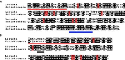 Identification of Gonadulin and Insulin-Like Growth Factor From Migratory Locusts and Their Importance in Reproduction in Locusta migratoria